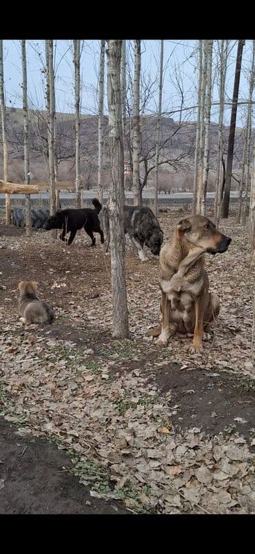 дом для животных: . абориген. старотипная средниазиатская Щенки крупной рабочей породы — 9