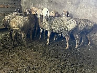 бык кара балта: Продаю | Овца (самка) | Для разведения | Племенные — 8