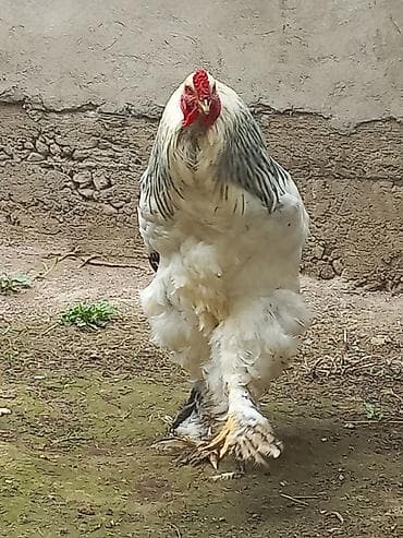 scottish fold: Продаю | Петух | Брама | Для разведения — 3