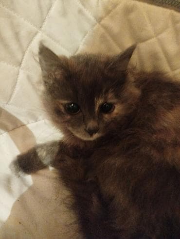 Пушистый котёнок, длинношёрстный, окраса «черепаха» с мягкими