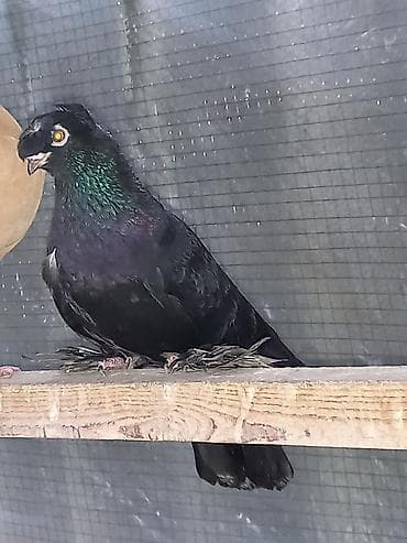 голуби дикие: Порода голубку ореховый двухчубую малоносою декоративный пухогрудый — 9