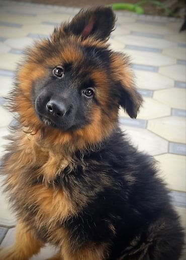 Немецкая овчарка, 2 месяца, Самка