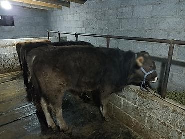 коты бишкек: Продаются бычки 90тысяч,100тысяч порода Швиц — 10