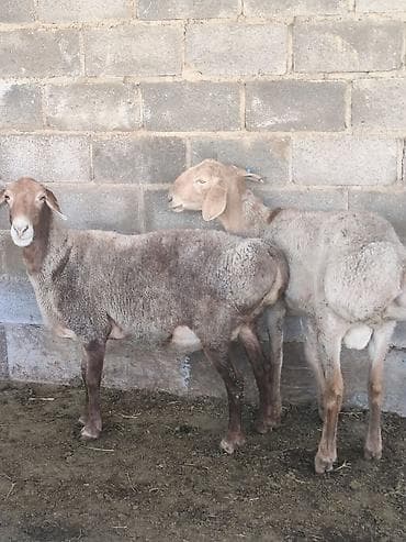 булдок сабака: Продаю | Овца (самка) | Для разведения | Матка — 4