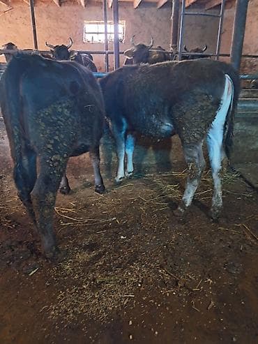 белые кролики: Продаю | Бык (самец) | На откорм | Привязанные — 2