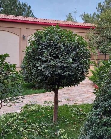 ишу работу охрана: Поссев газон✓ Посадка цветов ✓ Посадка декоративных растений ✓ — 5