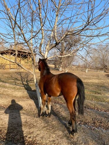 коровы молочной породы купить: Продаю | Жеребец | Для разведения | Племенные — 1