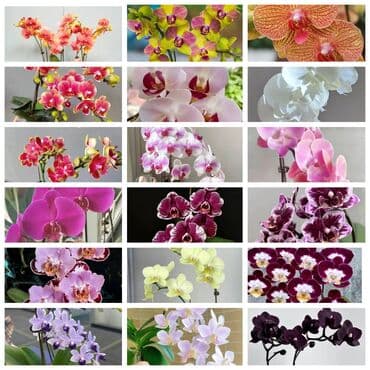 семена цветов бишкек: В продаже подростки Орхидеи фаленопсис — коллекция сортов и окрасок — 2