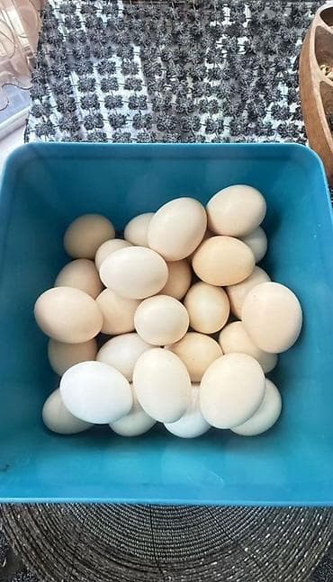 шелковые куры: Продаю | Петух, Куры — 3