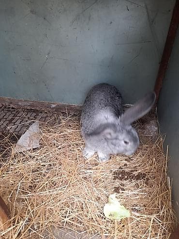 Продаю | Крольчиха (самка) | Серый великан | Для разведения — 5