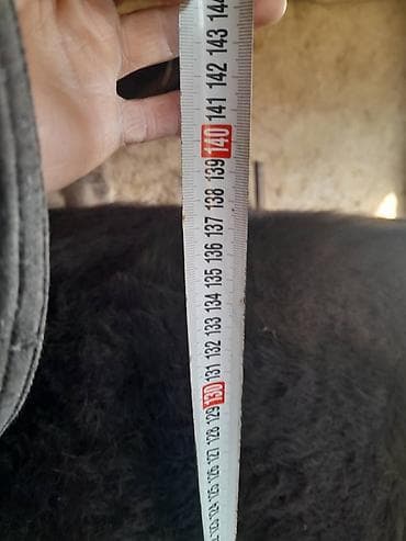 куры несушки: Уй сатылат алатоо Ат Башыда 150мин сом — 4