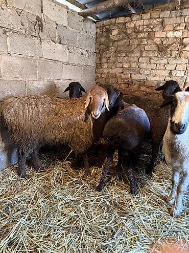 продажа овец: Продаю | Овца (самка) | На забой, Для разведения | Кастрированные, Матка — 8