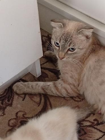 scottish fold: Котята, домашнее потомство. - Порода: беспородные (домашние). - — 10