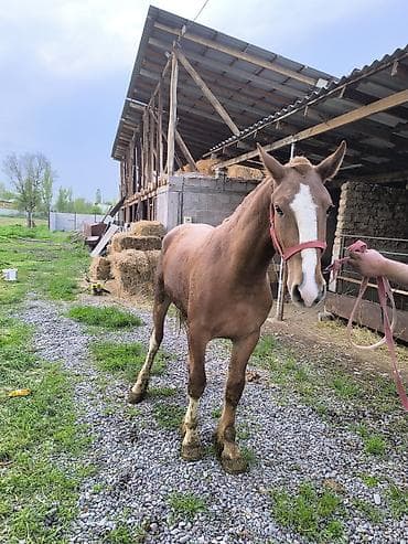 бургундский кролик: Продаю | Кобыла (самка) | Рабочий — 5