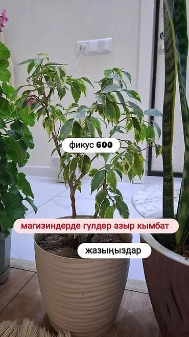 Женское счастье (Спатифиллюм): Комнатные растения в горшках: - Замиокулькас — 800 Плотные — 3