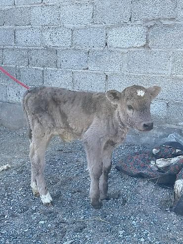 купить таксу: Продаю | Музоо, торпок | Полукровка | Для разведения | Искусственник — 1