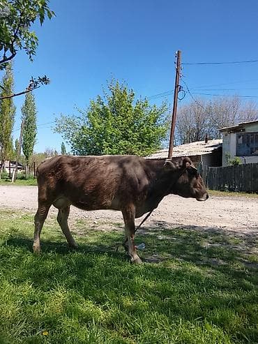 продаю як: Продаю | Корова (самка) | Для разведения — 3