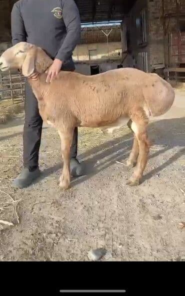 купить петуха живого: Сатам | Кочкор (эркек) | Арашан — 1