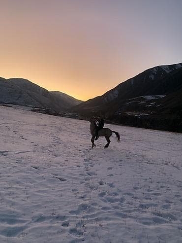 Үй жаныбарлары: Сатам | Жылкы (эркек) | Аргын — 3
