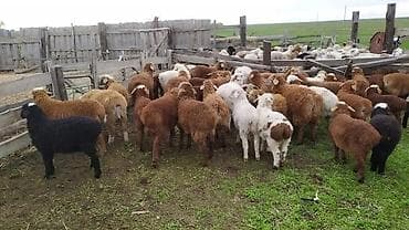 куплю баранов: Продаю | Ягненок | Арашан | Для разведения, На забой | Племенные, Ягнившаяся, Ярка — 2