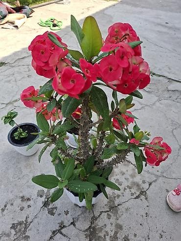 Молочаи: Молочай Миля (Euphorbia milii) в декоративном горшке. - Компактный — 1