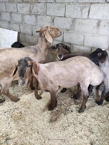 Индюки: Продаю | Овца (самка) | Для разведения | Матка — 8