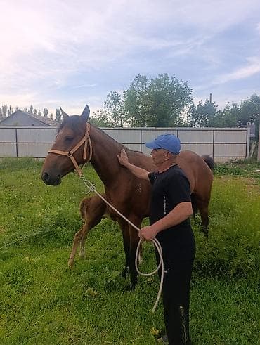 купить щенка французского бульдога: Продаю | Кобыла (самка) | Английская | Для разведения | Племенные — 3