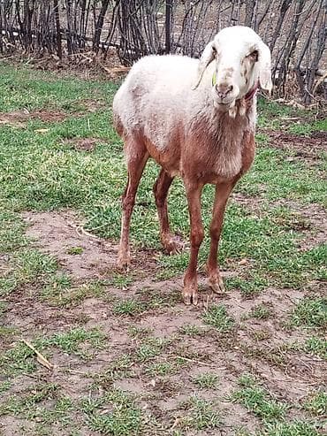 Аквариумдар: Сатам | Ургаачы кой (ургаачы) | Гиссар | Көбөйтүү үчүн | Ургаачы — 4