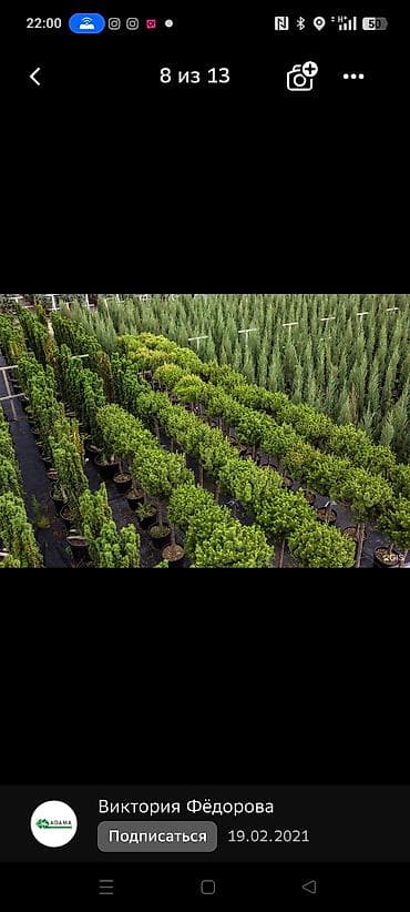 триммер газонокосилки: Специалист по плодовым и декоративными декоративными деревьем — 2