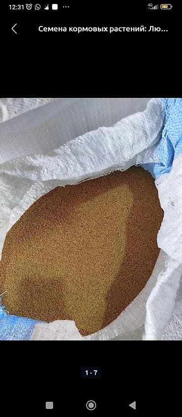 жылкы бе: БЕДЕ УРУК САТЫЛАТ! МЕСНЫЙ КАРА - БАЛТАныкы ОЗУБУЗДУН ЖЕРДИКИ — 2