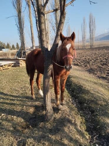 седло для осла: Продаю | Конь (самец) | Рабочий — 3