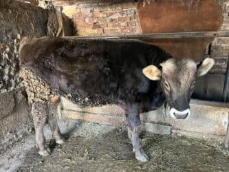 цены породистых собак: Продаю | Бык (самец) | Швицкая | На откорм, На забой, Для разведения — 1