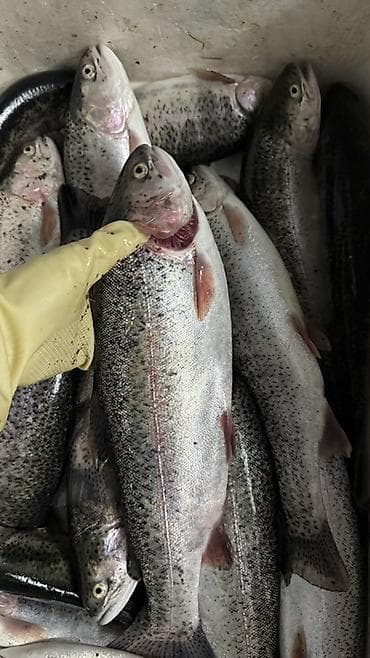 ролл шторы цена бишкек: ❗️Только завтра 23 Февраля в Бишкеке Форель от 380 до 480 сом за кг — 3