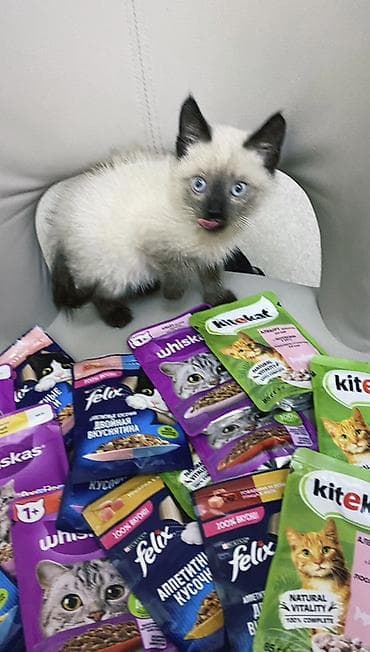 Продажа кошек: Рэгдолл, 1 месяц, Мальчик, Приучена к лотку, Проглистована, С документами — 8