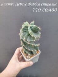 живые растения в аквариум купить: ● Комнатные растения (укоренённые черенки, молодые растения, взрослые — 6