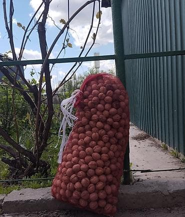 Үй жана бакча: Продается грецкий орех, в мешках, где то 250 кг,цена договорная — 1