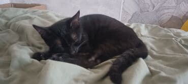 шотландская длинношерстная кошка цена: Кошка даром: Бомбейская, 4 месяца, Мальчик, Проглистована — 3