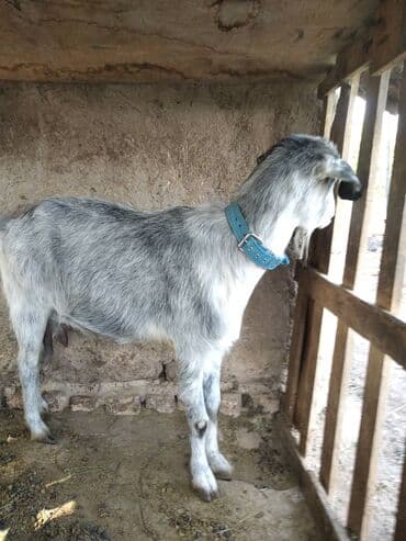 Продаю | Коза (самка) | Зааненская | Для молока
