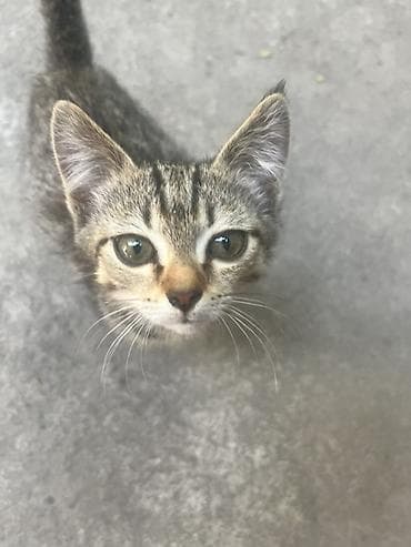 🐾 Отдам котят в добрые и заботливые руки! 🏡❤️ Очаровательные котята — 8