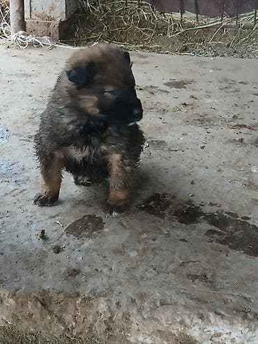 ит нарын: Алабай, 1 айлык, Ургаачы, Ит тегин тастыктоочу документ — 7