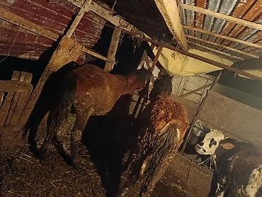 сментал бука: Продаю | Жеребенок | Для разведения — 6