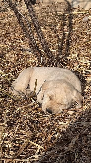 куплю щенка лабрадора: Лабрадор-ретривер, 2 месяца, Самец — 8
