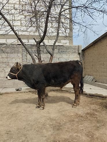 бельгийский собака: Продаю | Бык (самец) | Для разведения | Привязанные — 2