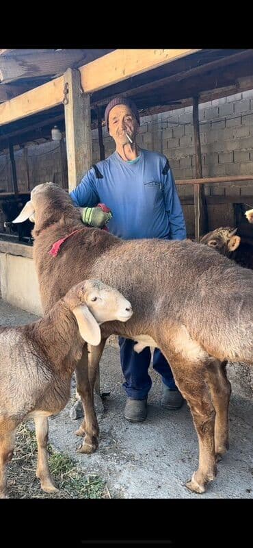 мальки рыб: Продаю | Баран (самец) — 2