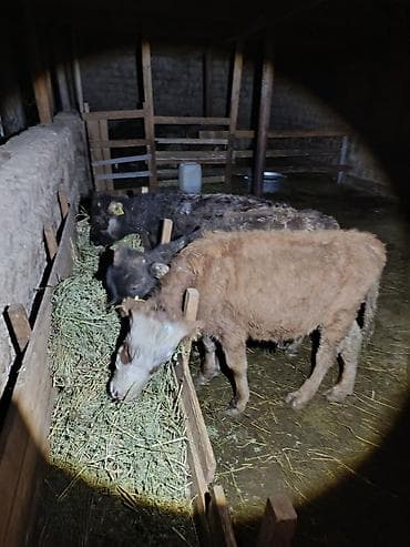 уй швиц: Продаю | Бык (самец), Музоо, торпок — 8