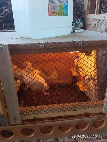 индоутята суточные цена: Продаю | Цыплята | Несушки — 6