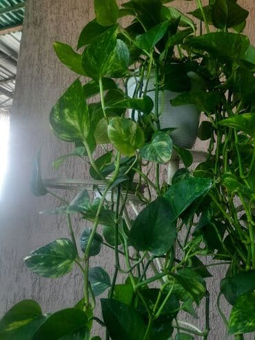 сок алоэ цена бишкек: Алоэ — 16