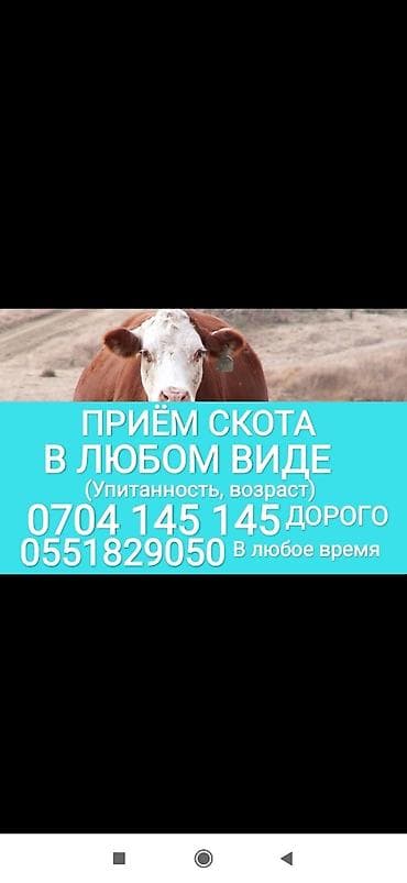 Частное лицо, Колбасный цех : Коровы, быки, Лошади, кони, Другие с/х животные, | Круглосуточно, Любое состояние, Забитый