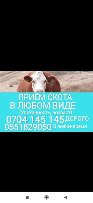 сколько стоит собака: Куплю | Коровы, быки, Лошади, кони, Другие с/х животные | Круглосуточно, Любое состояние, Забитый — 1