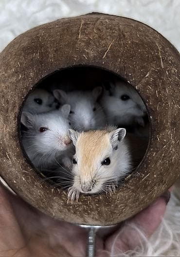 Ручные песчанки монгольские. Красивые окрасы, есть девочки и мальчики — 3